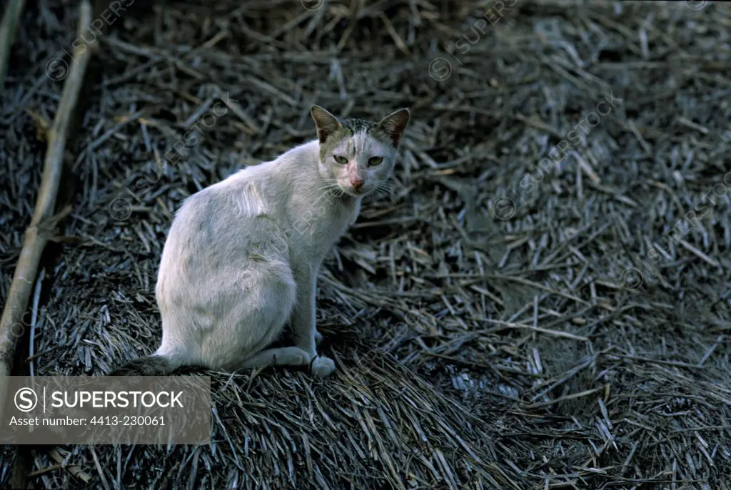 Cat sitting in straw India