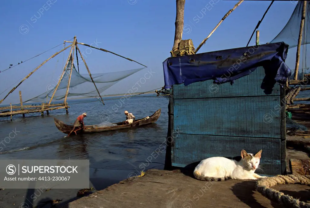 Cat sleeping in a harbour and fishermen going to fish Kochi