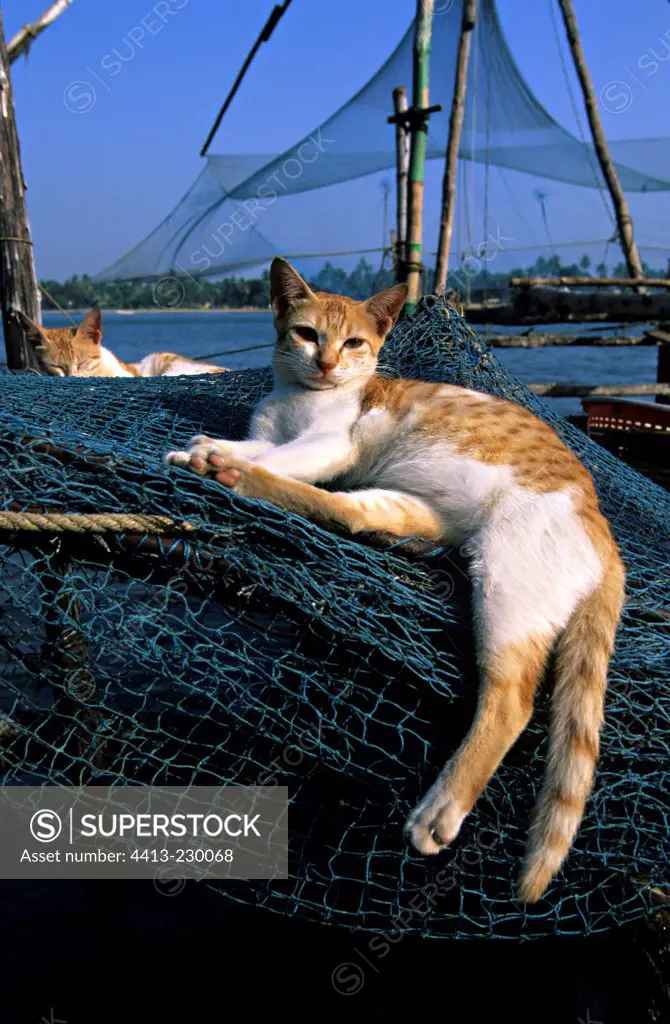 Cat lying down on a fishing net Kochi India