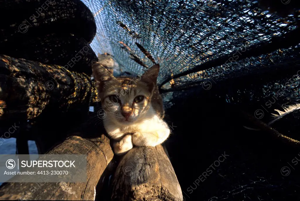 Cat lying down under a fishing net Kochi India