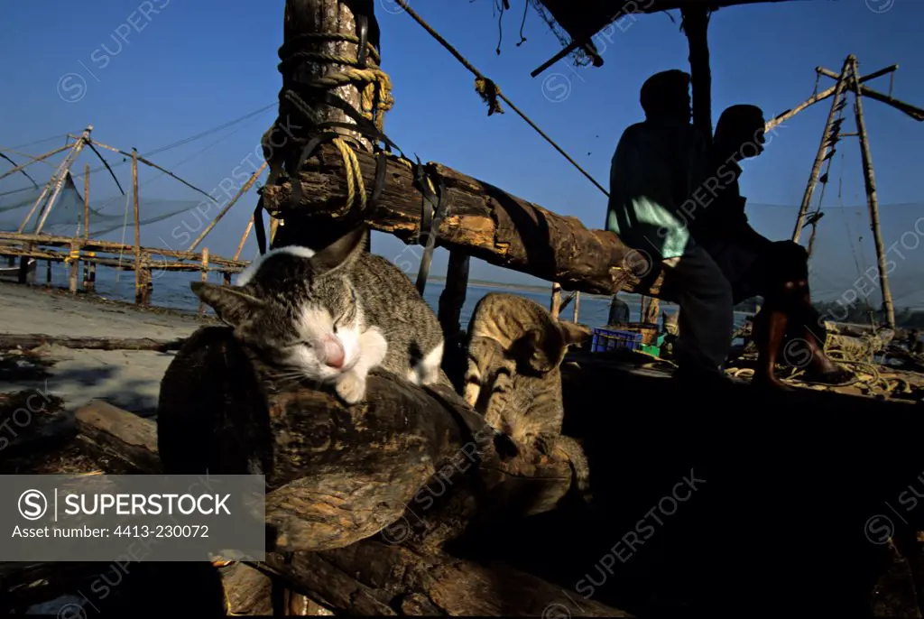 Cats sleeping and grooming in a fishing harbour Kochi India