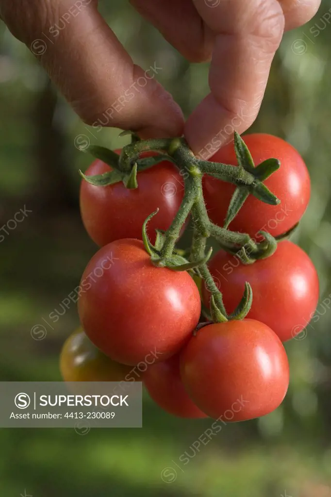 Organic cherry Tomatoes 'Pomme d'amour' in september