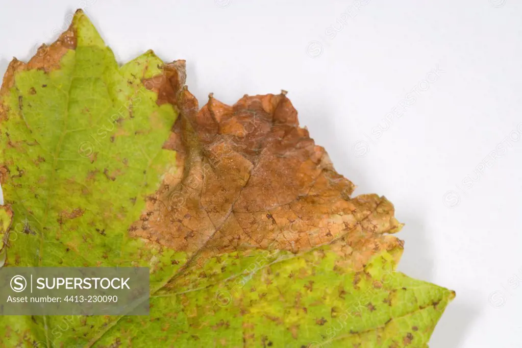 Close-up of damage from Mildew on a leaf of Winegrape