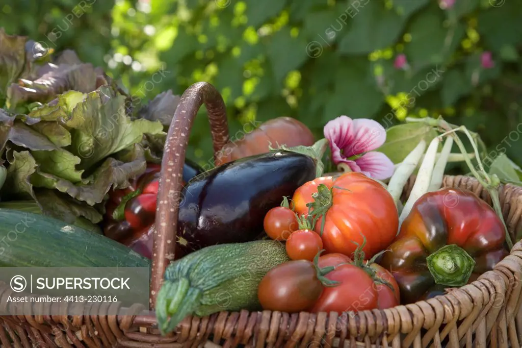 Organic vegetables basket in september