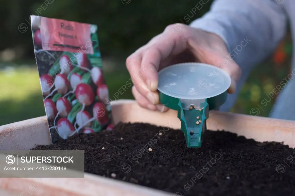Sowing of radish 'Nationale 4'
