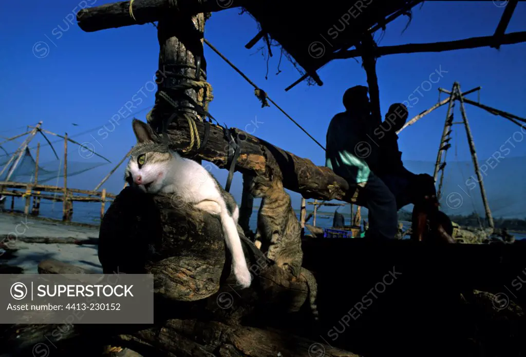 Cats near fishermen Kochi India