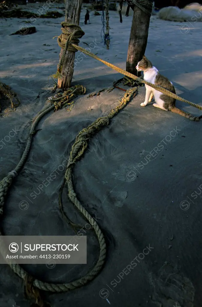 Cat sitting near a rope on a beach Kochi India