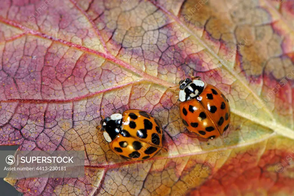 Asian Ladybirds adult on a leaf France