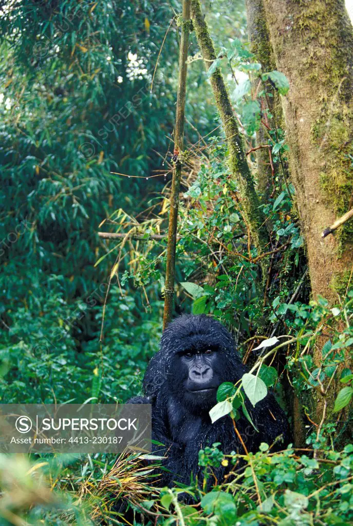 Male Mountain gorilla in the tropical forest Rwanda