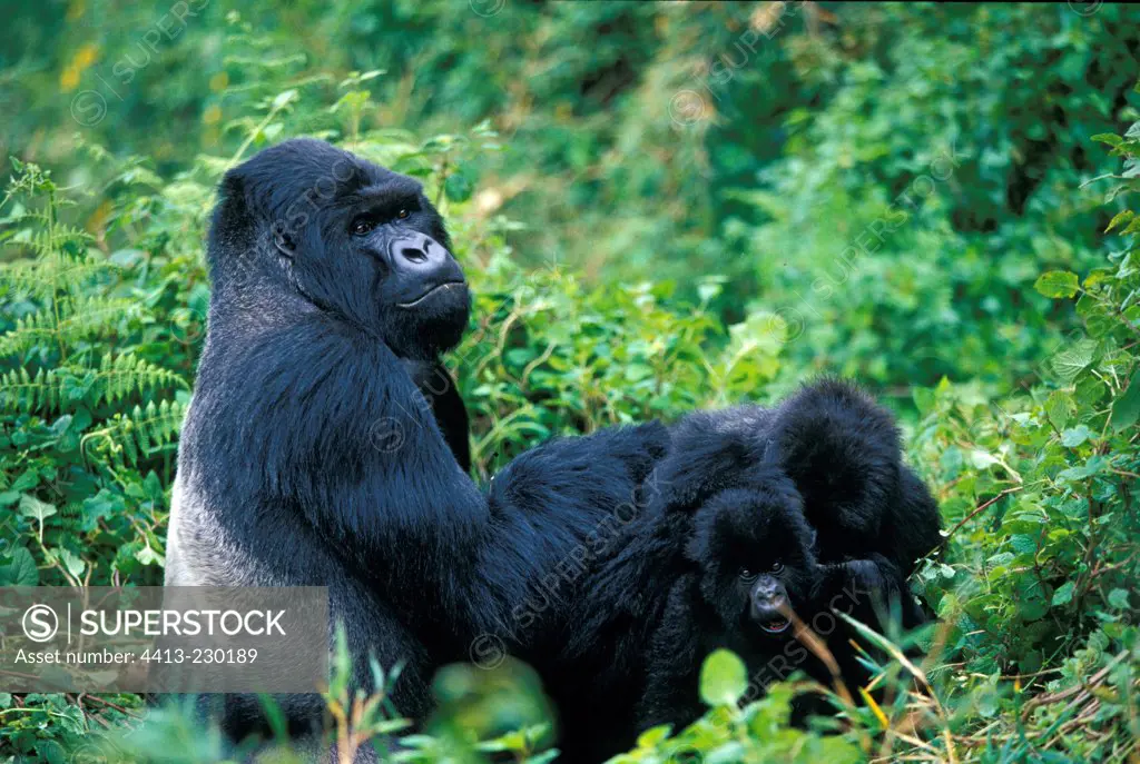 Silver back male Mountain gorilla and youngs Rwanda