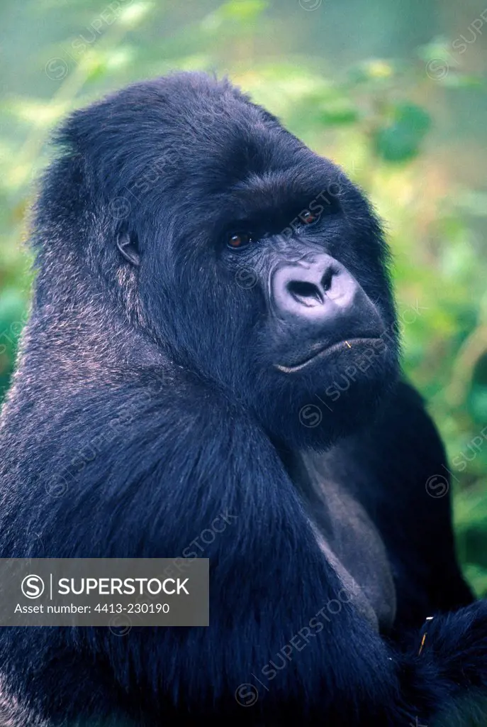 Siver back male Mountain gorilla in Rwanda
