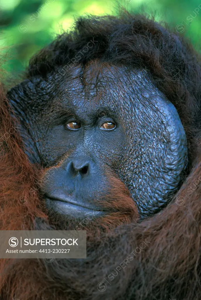 Portrait of a male Orang-utang with fascial disk Kalimantan