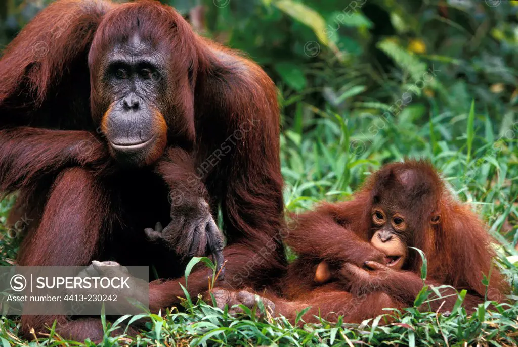 Female Orang-utang and its small sat in the grass