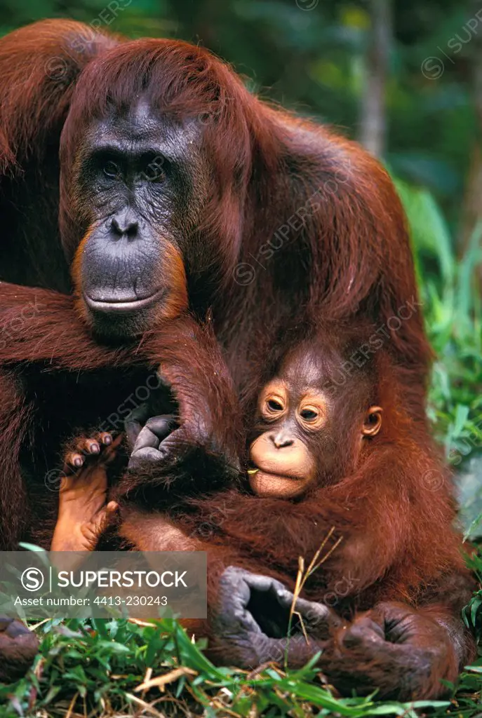 Female Orang-utang and its small resting in the grass