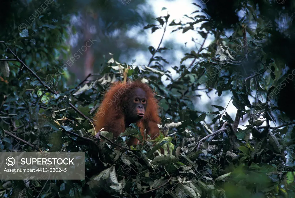 Young Orang-utang in a nest Tanjung Puting National Park