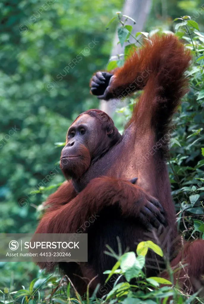 Portrait of a male Orang-utang itching Tanjung Puting NP