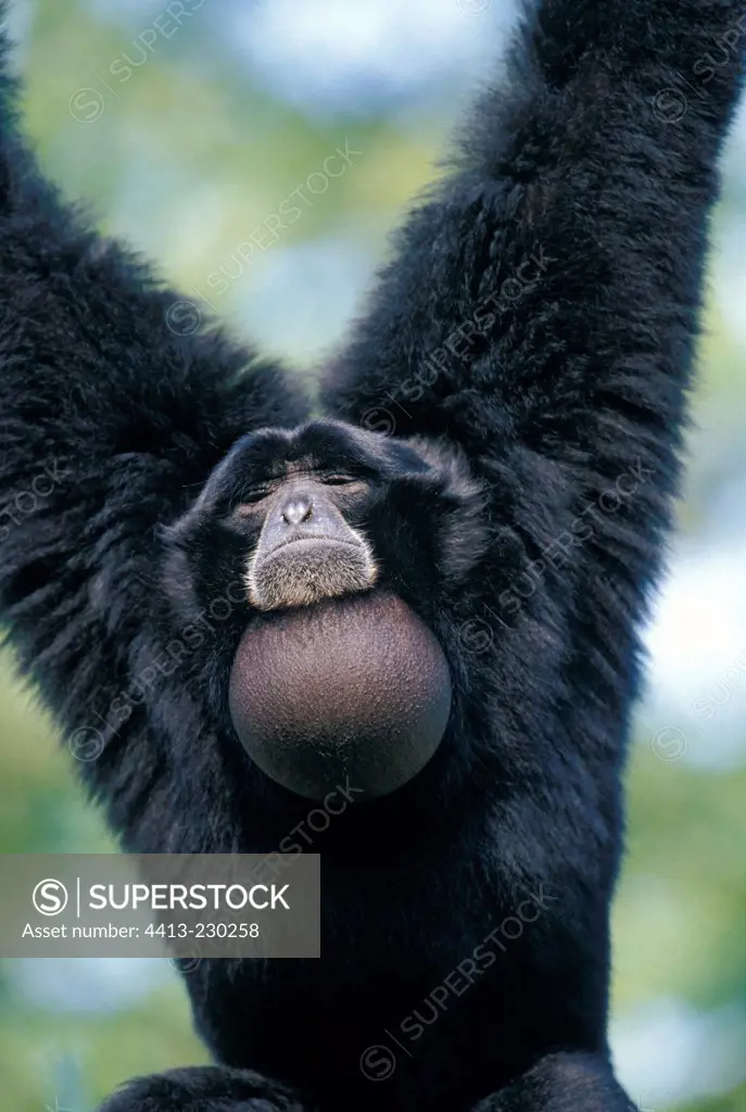 Portrait of Siamang singing in a Zoo France