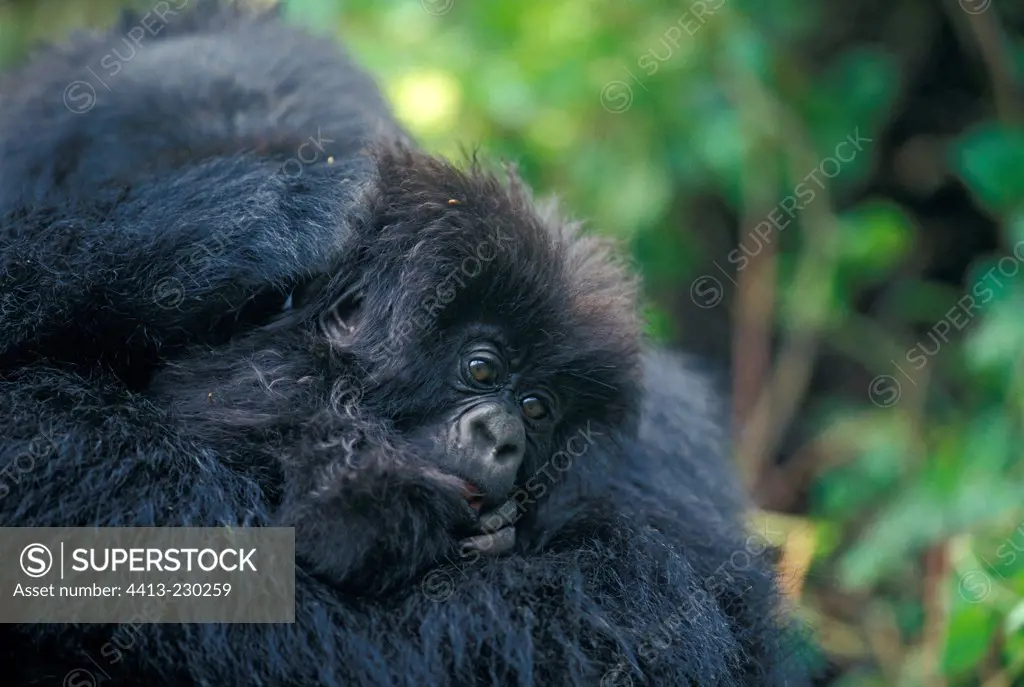 Young Mountain gorilla in its mother's arms Rwanda