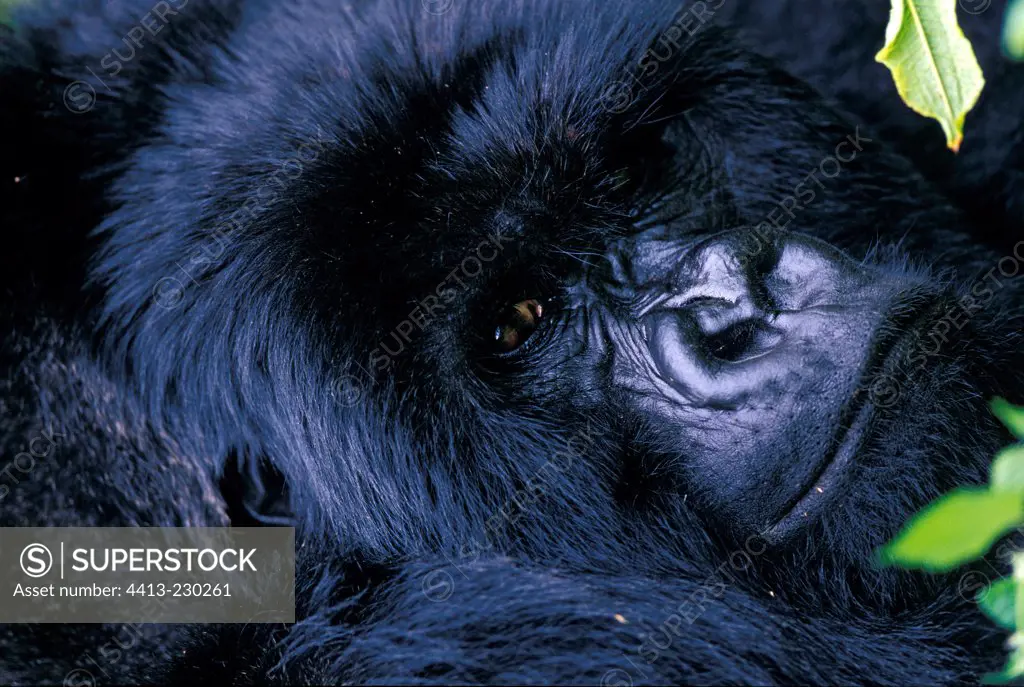 Portrait of a silver back male Mountain gorilla in Rwanda