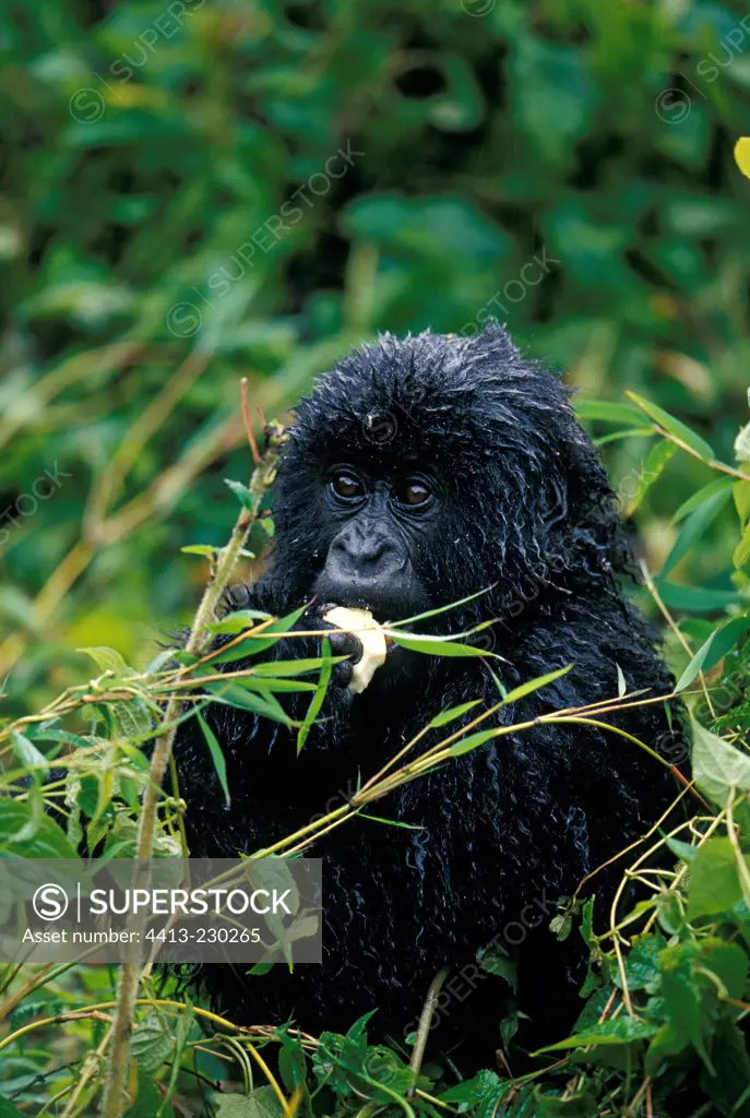 Young Mountain gorilla eating among the leaves in Rwanda