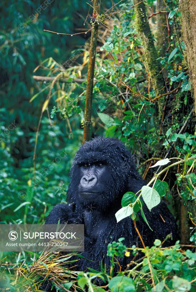 Male Mountain Gorilla in the rain Volcanos NP Rwanda