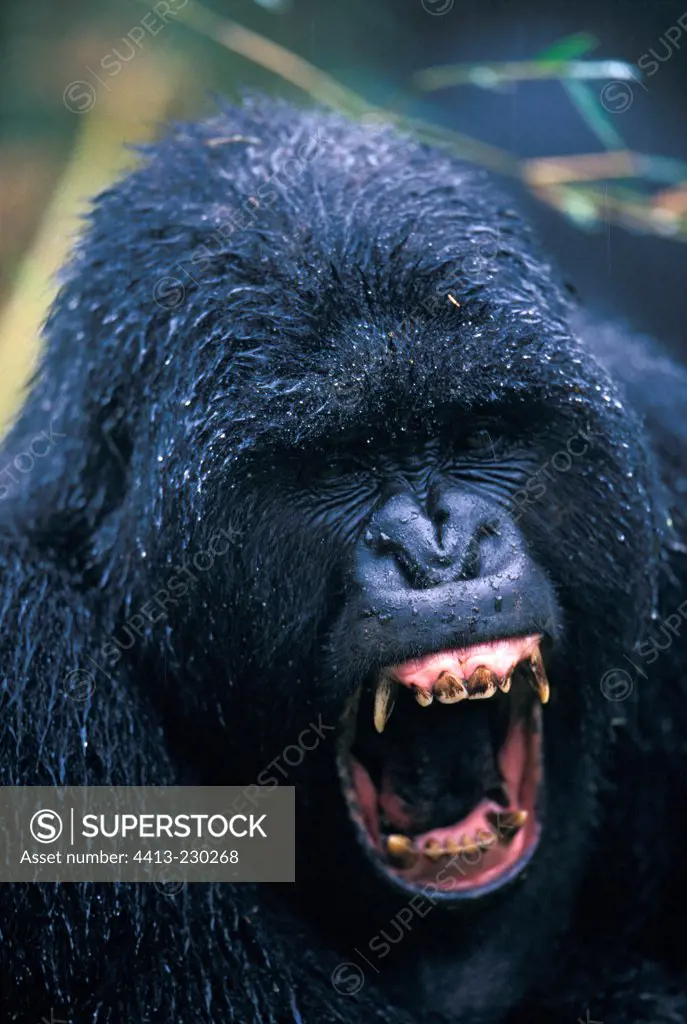 Portrait of Siver back male Mountain gorilla yawning Rwanda