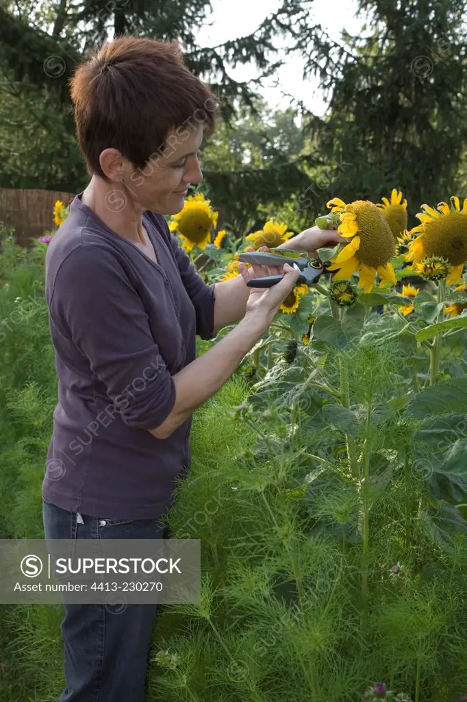 Cutting Sunflowers when fading in august