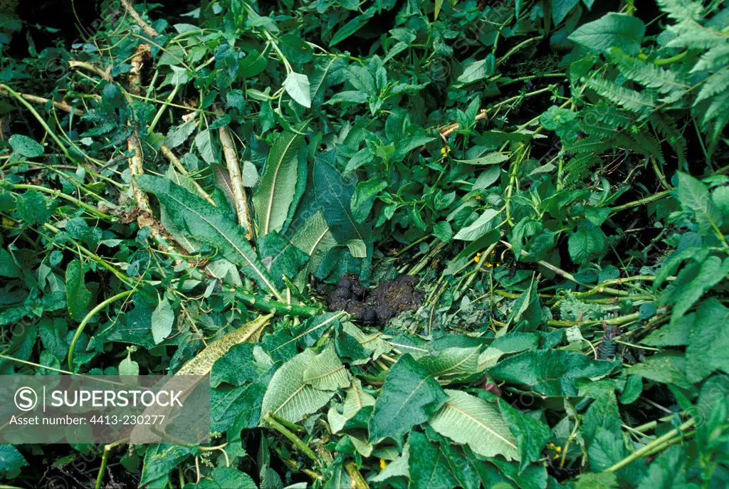 Mountain gorilla nest on the ground and excrements in Rwanda