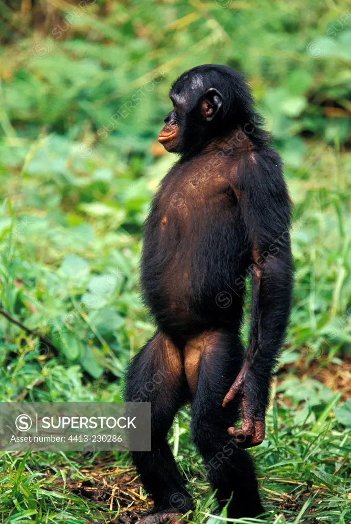 Female Bonobo standing Democratic Republic of Congo