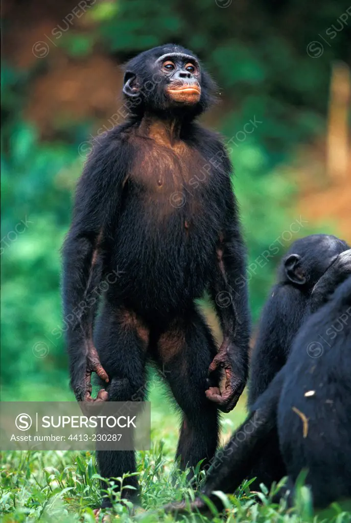 Female Bonobo standing Democratic Republic of Congo