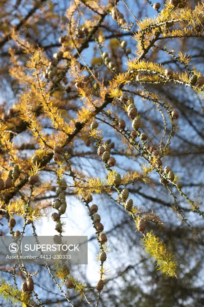 Branches of European larch bearing fruits in winter France