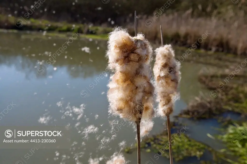 Dissemination of seeds of Cattail by the wind France