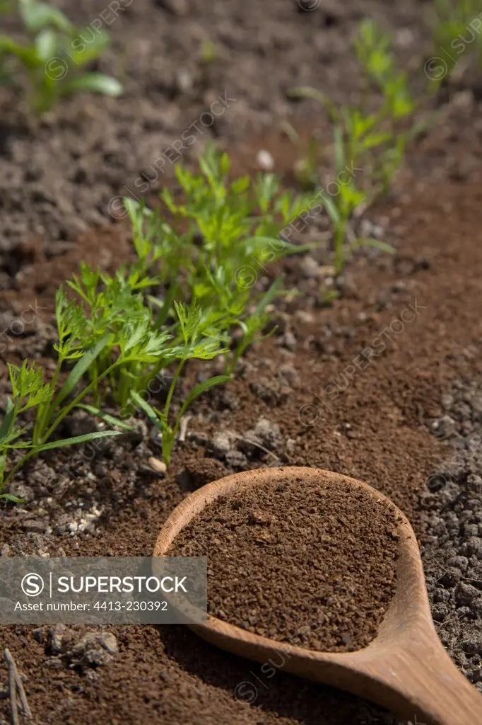 Supply of coffee grounds on carrot seedlings in the garden