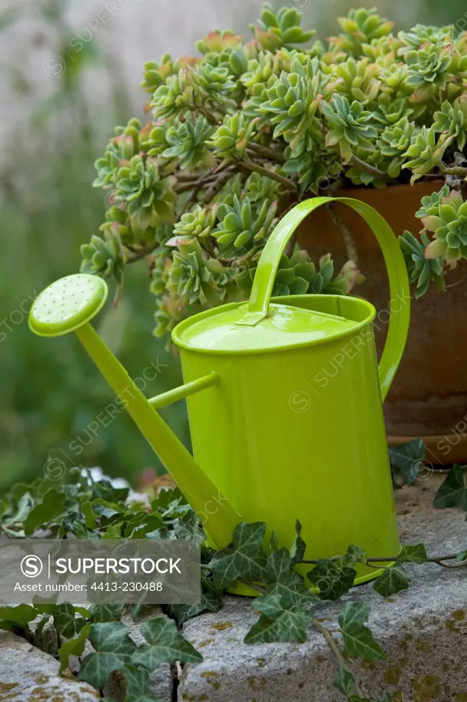 Watering can and stonecrop on a garden terrace