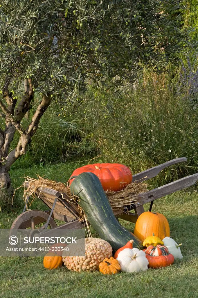Harvest of squashes in a wheelbarrow
