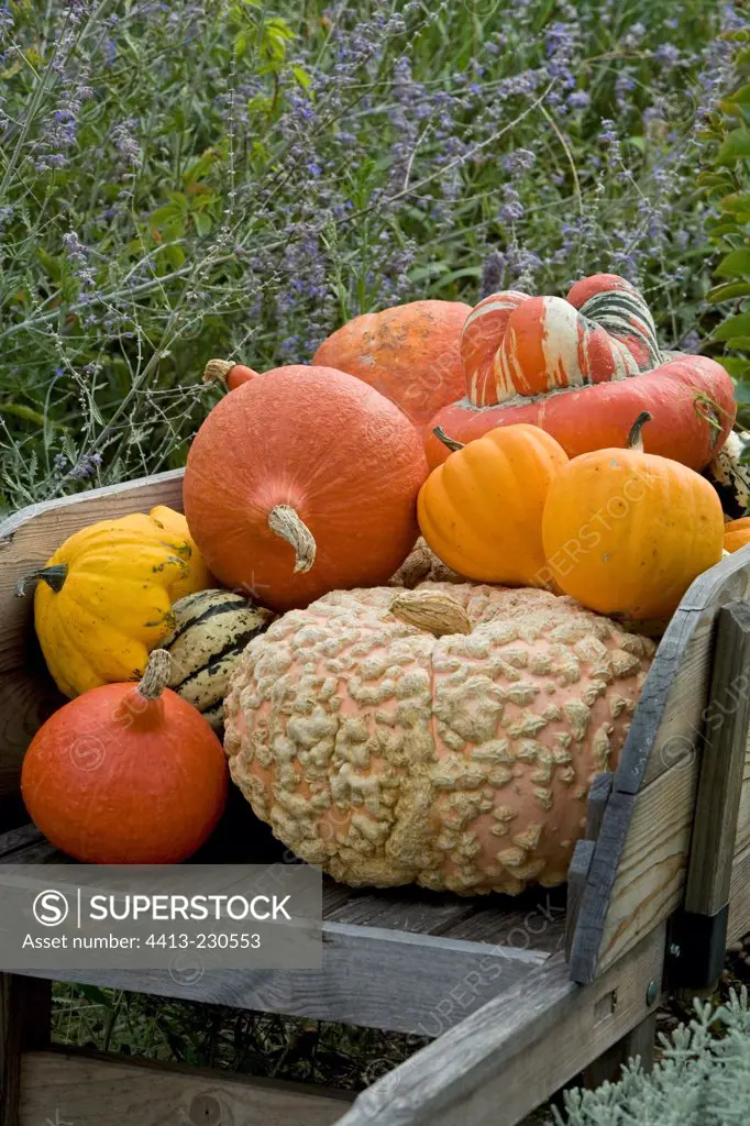 Harvest of squashes in a wheelbarrow