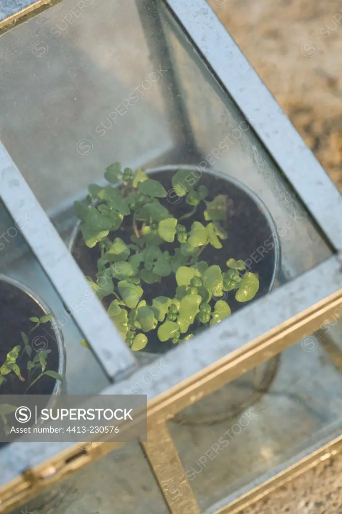 Seedling in a mini greenhouse on a garden terrace