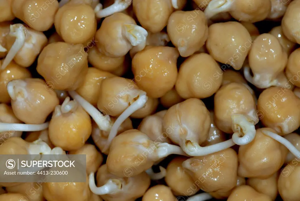 Seeds of Chick pea germinating