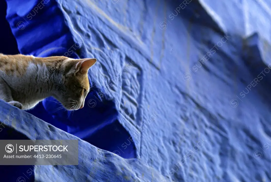 Cat lying down on a blue small wall Jodhpur India