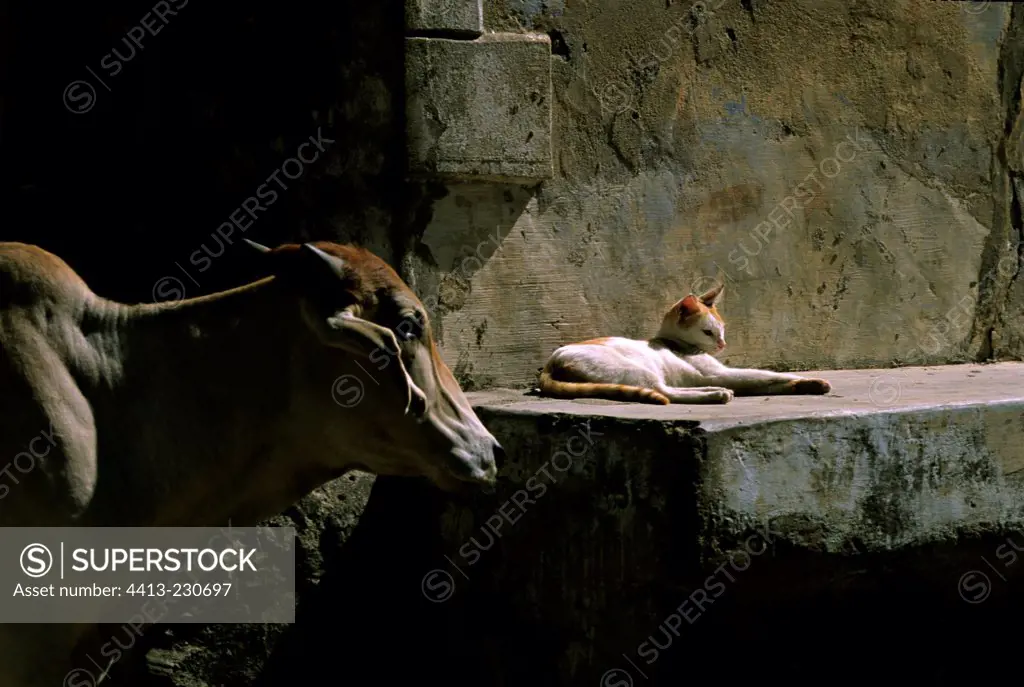 Cat lying down near a cow in the street India