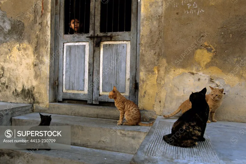 Cats sitting near a door India