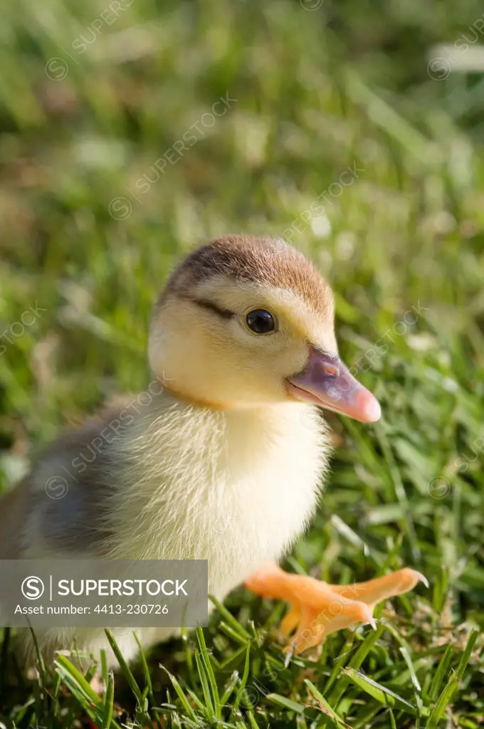 Muscovy duckling walking in the grass France