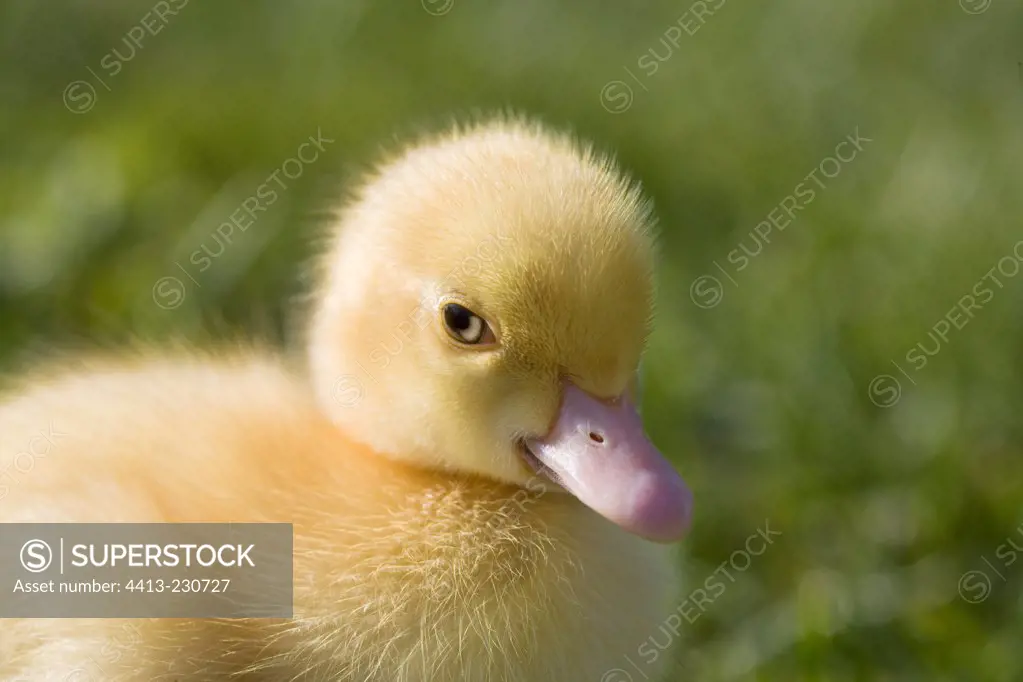 Portrait of Muscovy duckling in the grass France