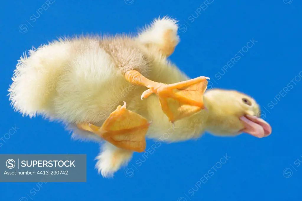 Muscovy duckling into the air and underneath shot France