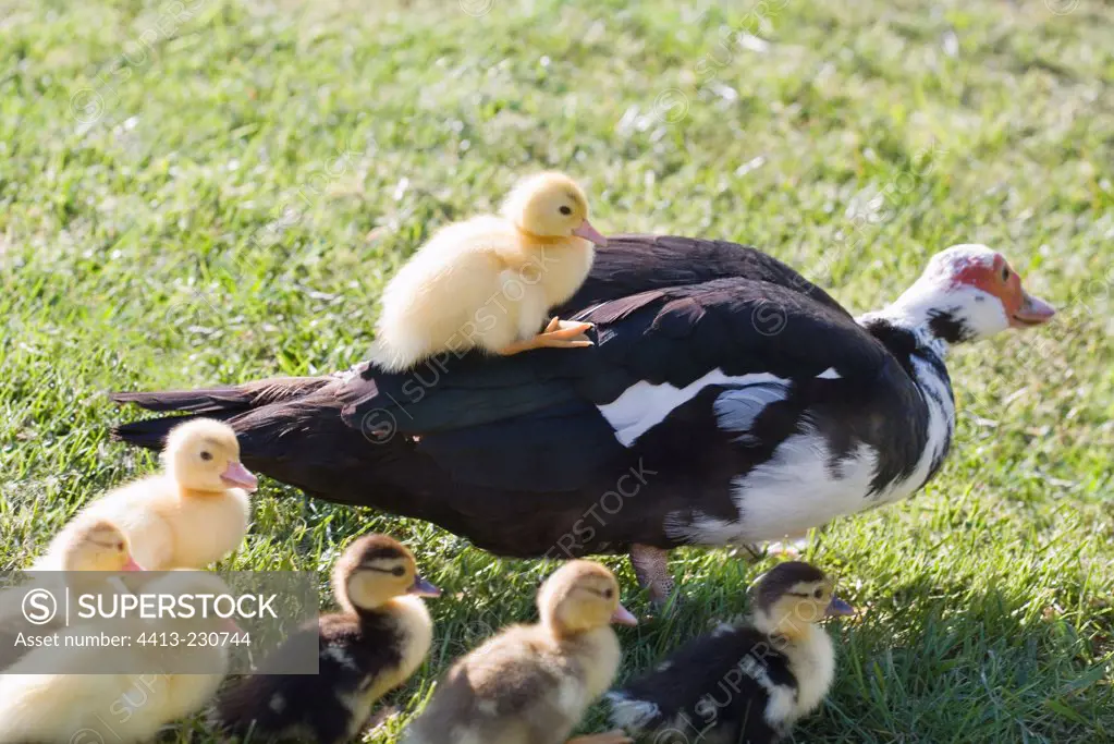 Muscovy female duck with its ducklings in the grass France