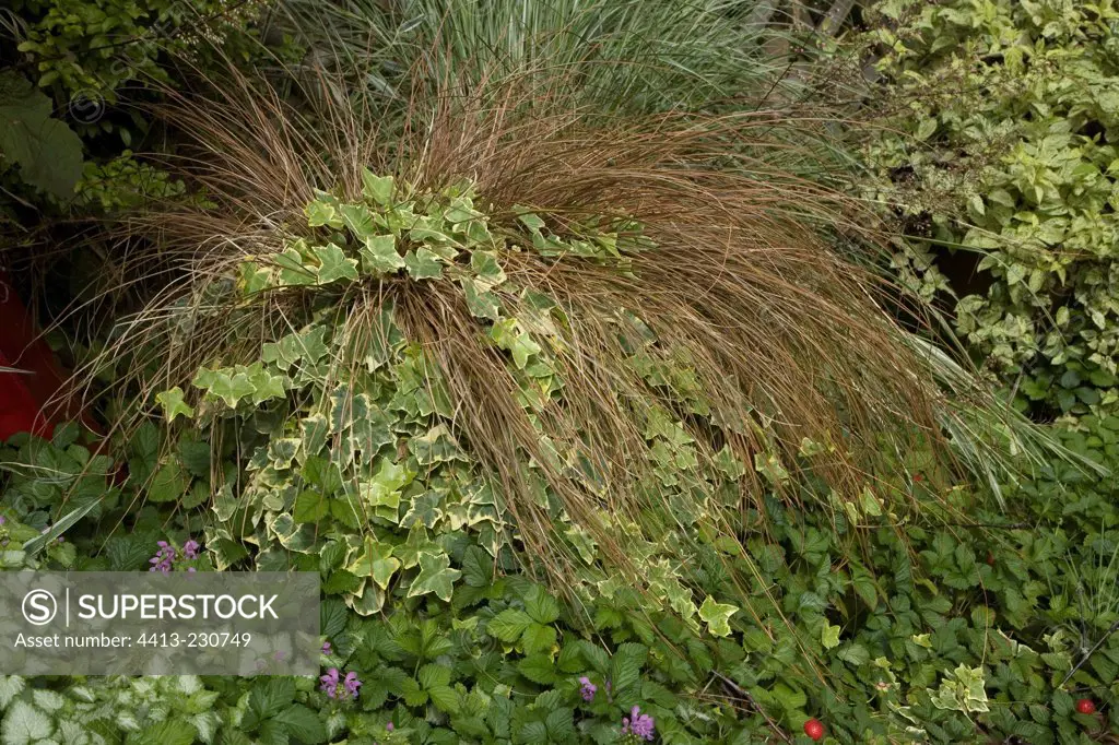 carex and hedera in a border of Lamium and Strawberry