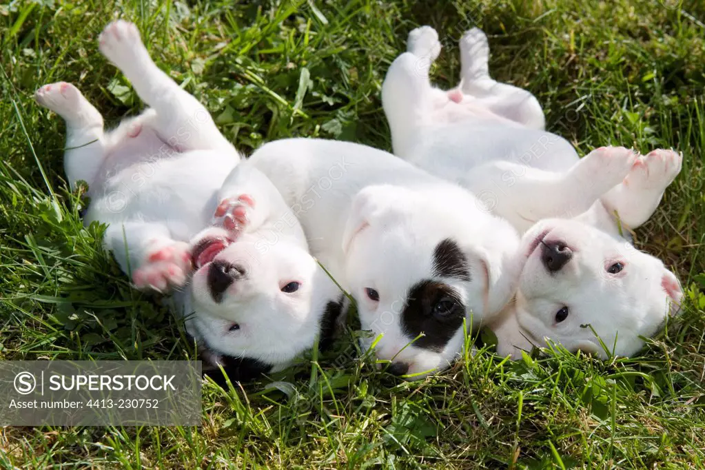 Litter of Puppy dogs Jack Russel Terrier in the grass France