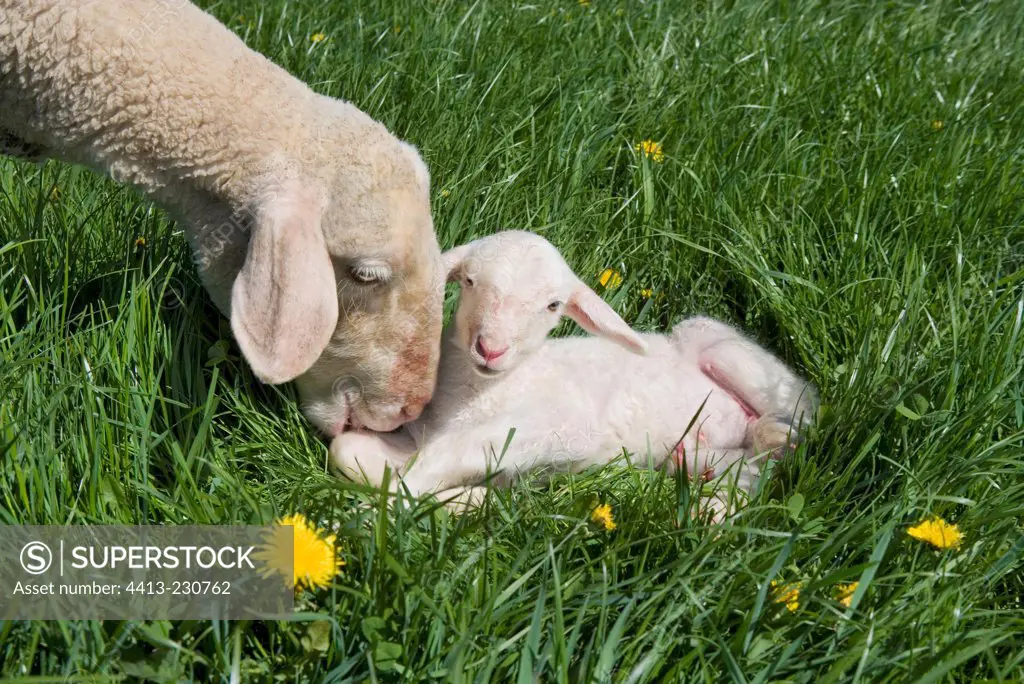 Ewe licking his newborn Lamb lying down at field France