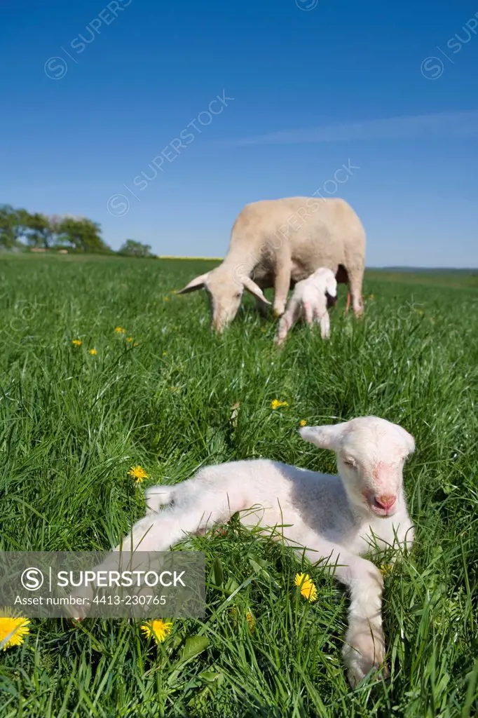 Newborn Lambs with her mother in a meadow France