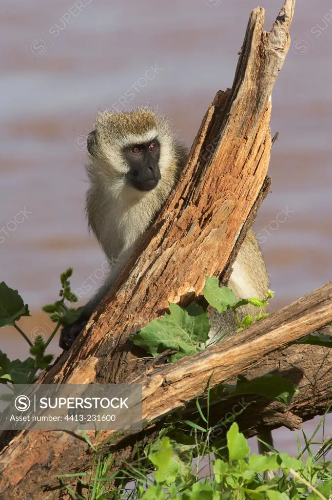 Green monkey on a branch Samburu Kenya